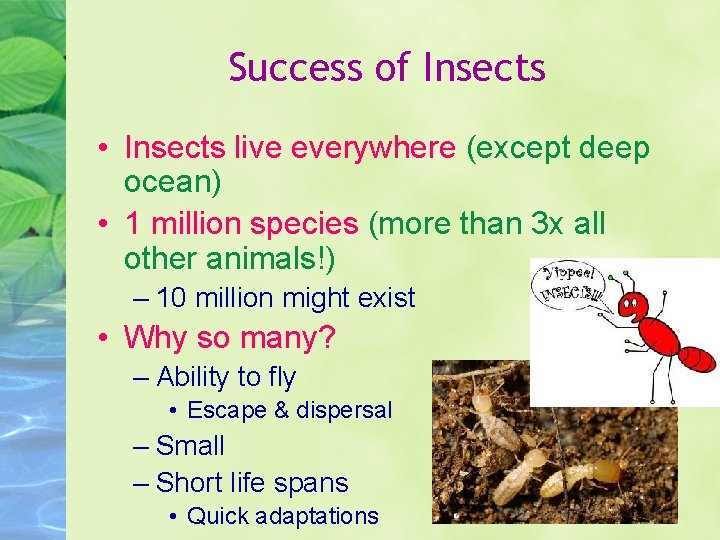 Success of Insects • Insects live everywhere (except deep ocean) • 1 million species