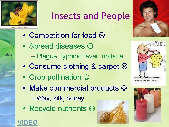 Insects and People • Competition for food • Spread diseases – Plague, typhoid fever,