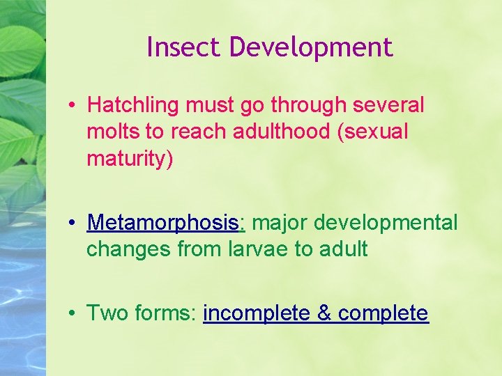 Insect Development • Hatchling must go through several molts to reach adulthood (sexual maturity)