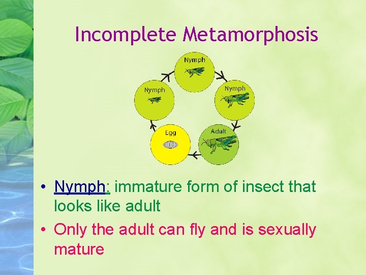 Incomplete Metamorphosis • Nymph: immature form of insect that looks like adult • Only