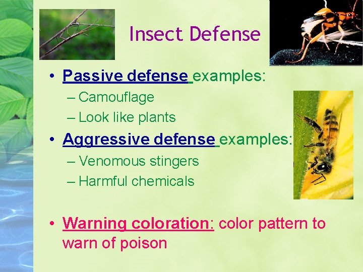 Insect Defense • Passive defense examples: – Camouflage – Look like plants • Aggressive
