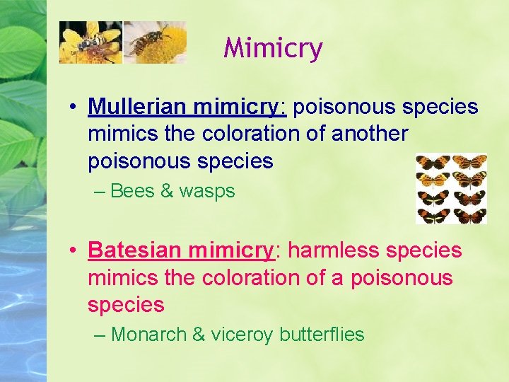 Mimicry • Mullerian mimicry: poisonous species mimics the coloration of another poisonous species –