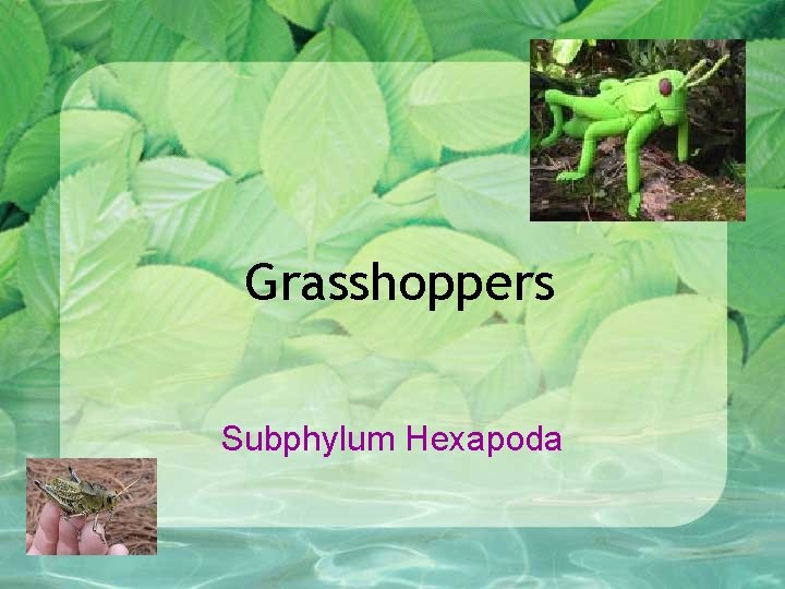 Grasshoppers Subphylum Hexapoda 