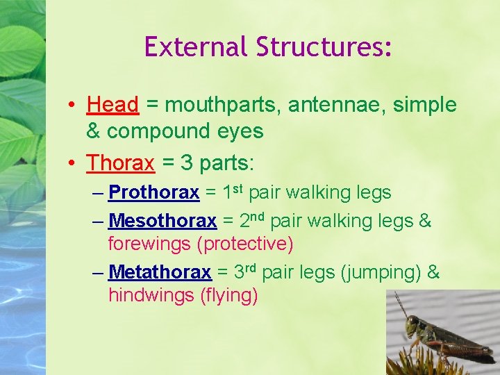 External Structures: • Head = mouthparts, antennae, simple & compound eyes • Thorax =