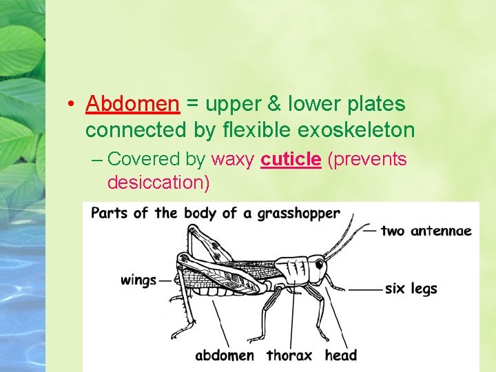  • Abdomen = upper & lower plates connected by flexible exoskeleton – Covered