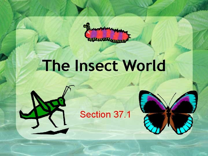 The Insect World Section 37. 1 