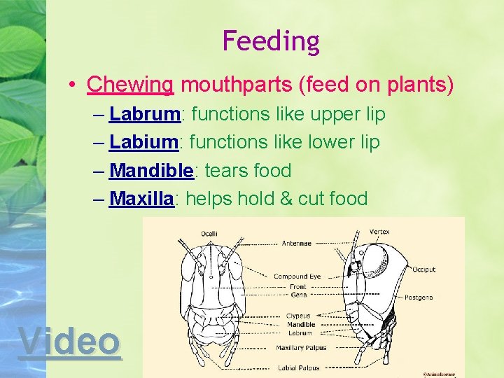 Feeding • Chewing mouthparts (feed on plants) – Labrum: functions like upper lip –