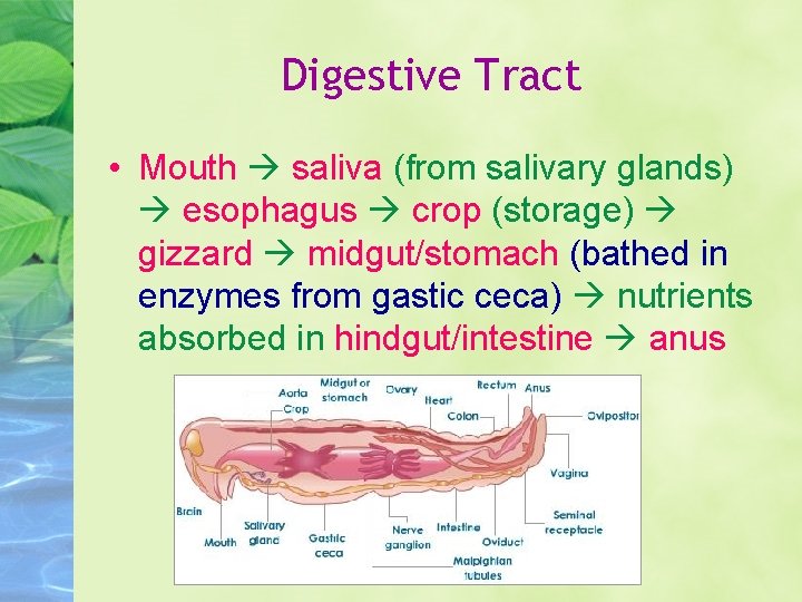 Digestive Tract • Mouth saliva (from salivary glands) esophagus crop (storage) gizzard midgut/stomach (bathed