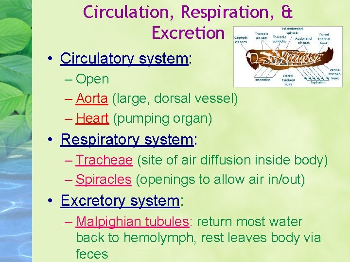 Circulation, Respiration, & Excretion • Circulatory system: – Open – Aorta (large, dorsal vessel)