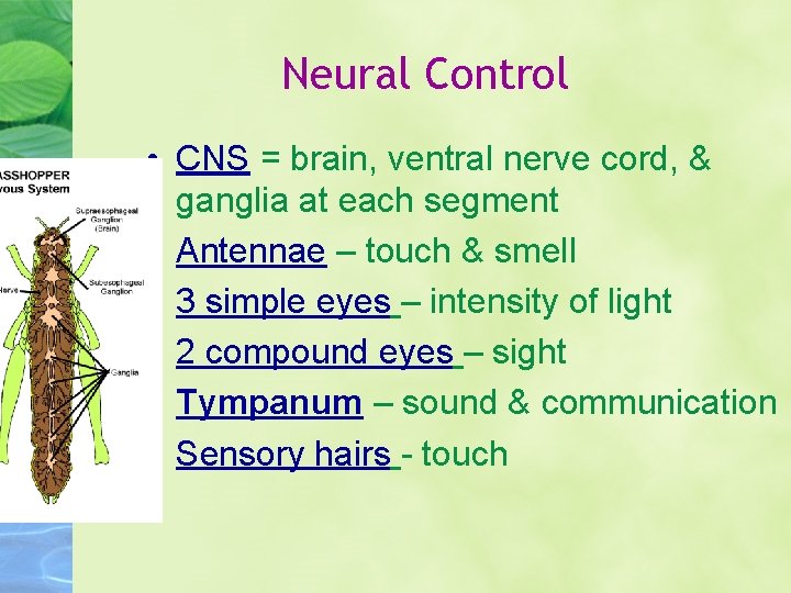 Neural Control • CNS = brain, ventral nerve cord, & ganglia at each segment