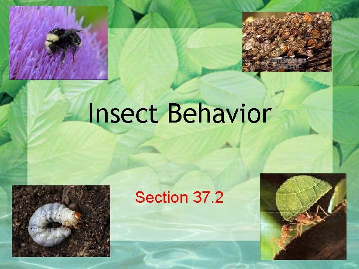 Insect Behavior Section 37. 2 