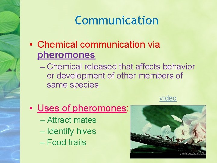 Communication • Chemical communication via pheromones – Chemical released that affects behavior or development