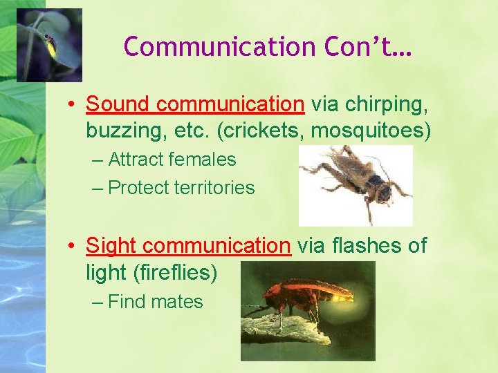 Communication Con’t… • Sound communication via chirping, buzzing, etc. (crickets, mosquitoes) – Attract females