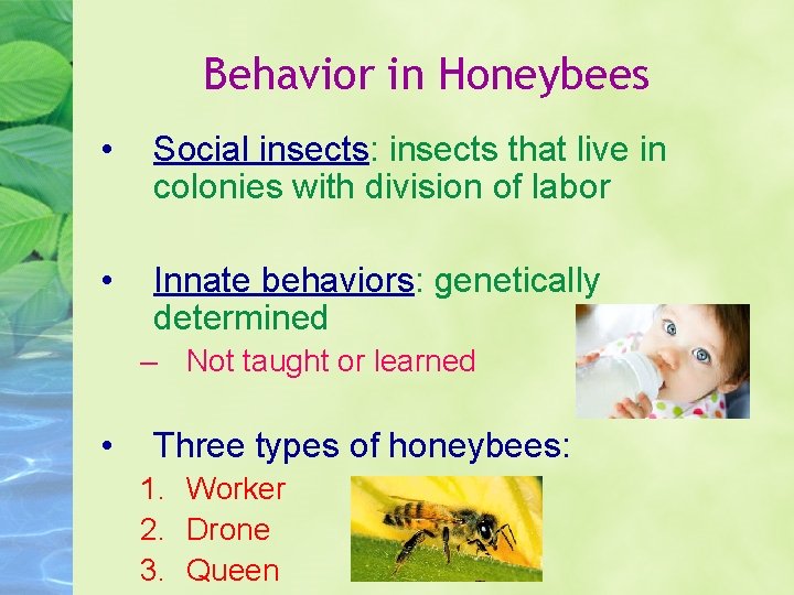 Behavior in Honeybees • Social insects: insects that live in colonies with division of