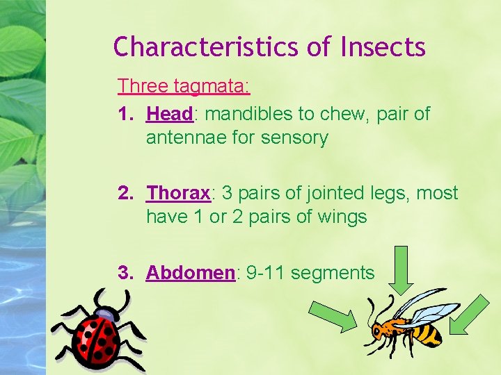 Characteristics of Insects Three tagmata: 1. Head: mandibles to chew, pair of antennae for