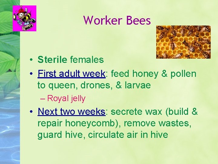 Worker Bees • Sterile females • First adult week: feed honey & pollen to