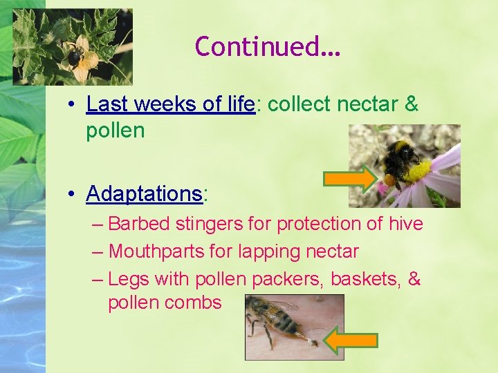 Continued… • Last weeks of life: collect nectar & pollen • Adaptations: – Barbed