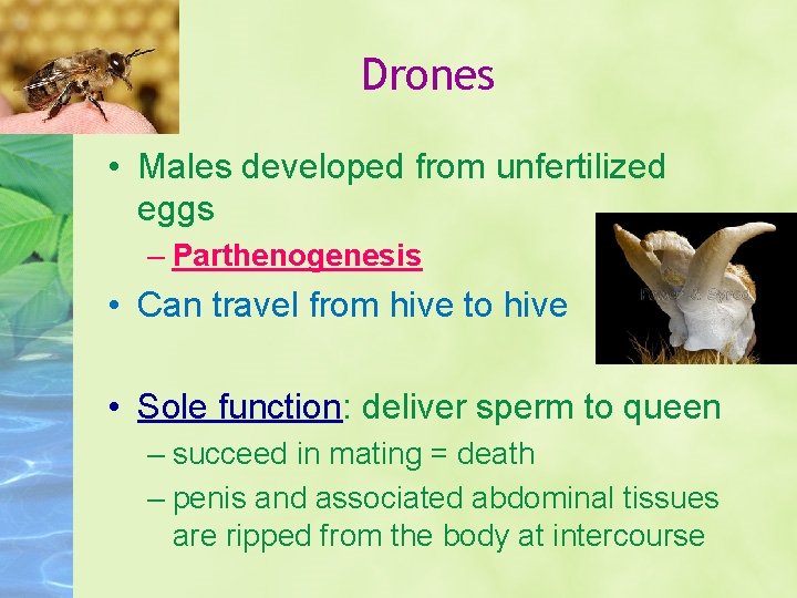 Drones • Males developed from unfertilized eggs – Parthenogenesis • Can travel from hive