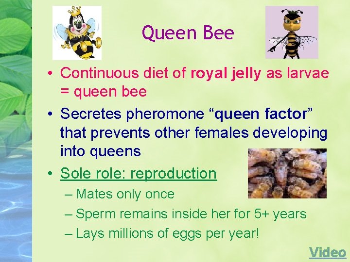 Queen Bee • Continuous diet of royal jelly as larvae = queen bee •