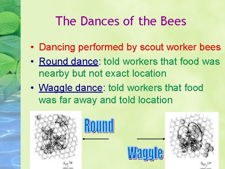 The Dances of the Bees • Dancing performed by scout worker bees • Round