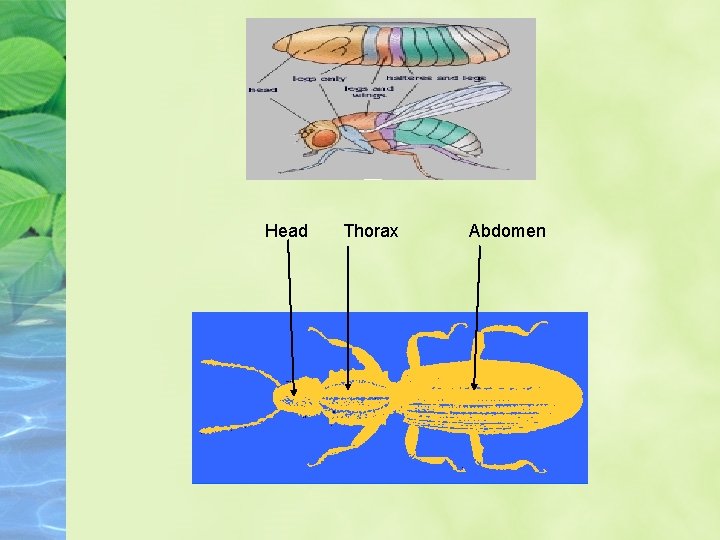Head Thorax Abdomen 