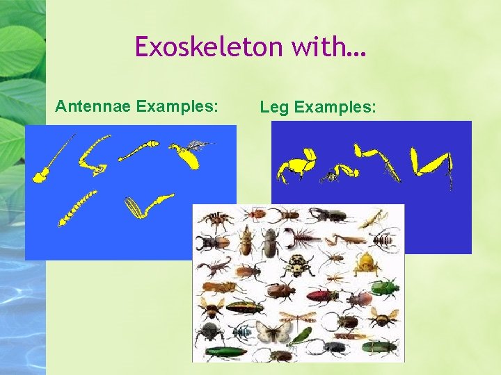 Exoskeleton with… Antennae Examples: Leg Examples: 