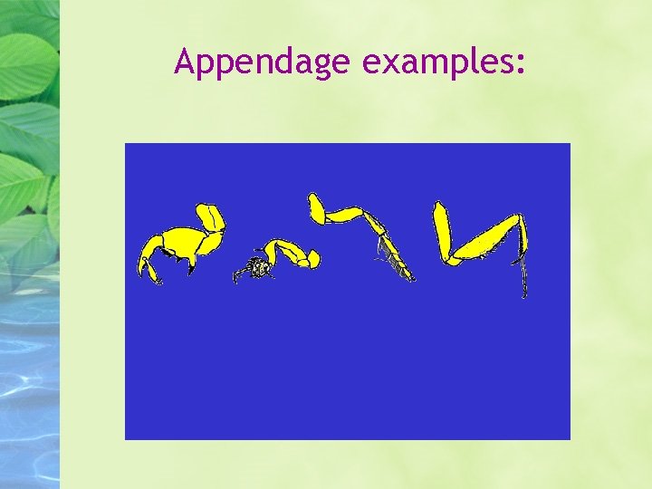 Appendage examples: 