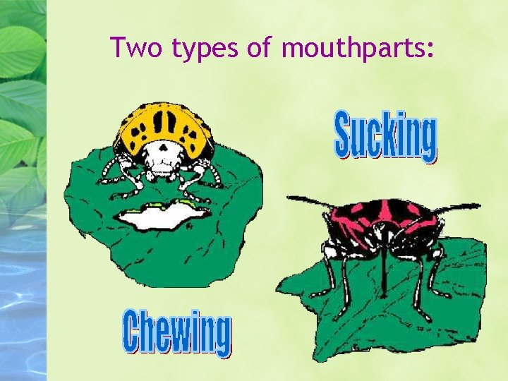 Two types of mouthparts: 