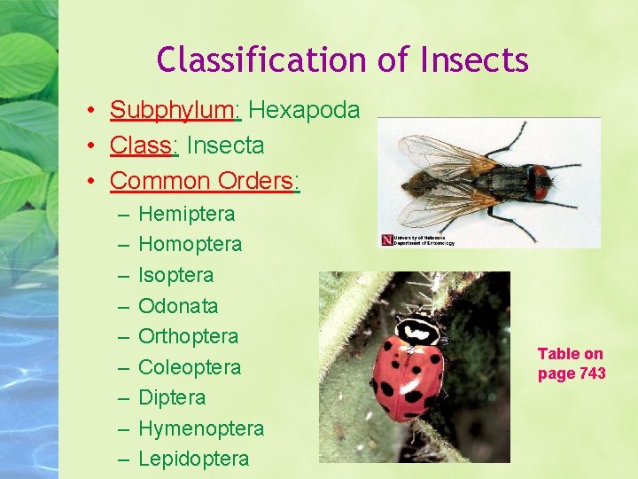 Classification of Insects • Subphylum: Hexapoda • Class: Insecta • Common Orders: – –