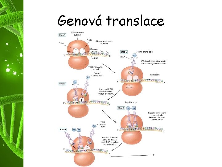 Genová translace 