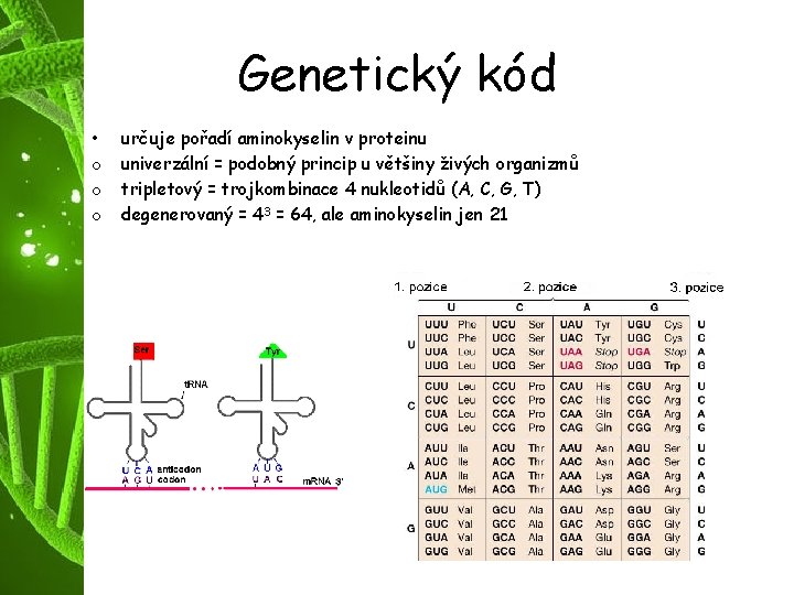 Genetický kód • o o o určuje pořadí aminokyselin v proteinu univerzální = podobný