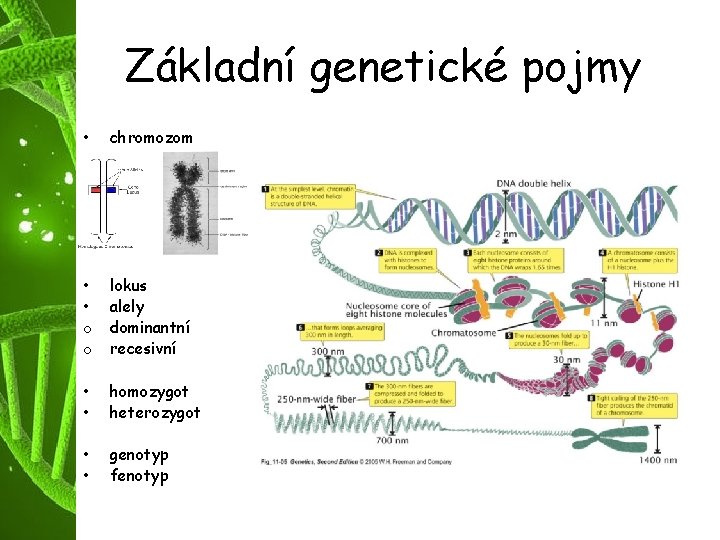 Základní genetické pojmy • chromozom • • o o lokus alely dominantní recesivní •