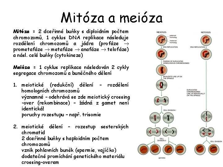 Mitóza a meióza Mitóza = 2 dceřinné buňky s diploidním počtem chromozomů, 1 cyklus