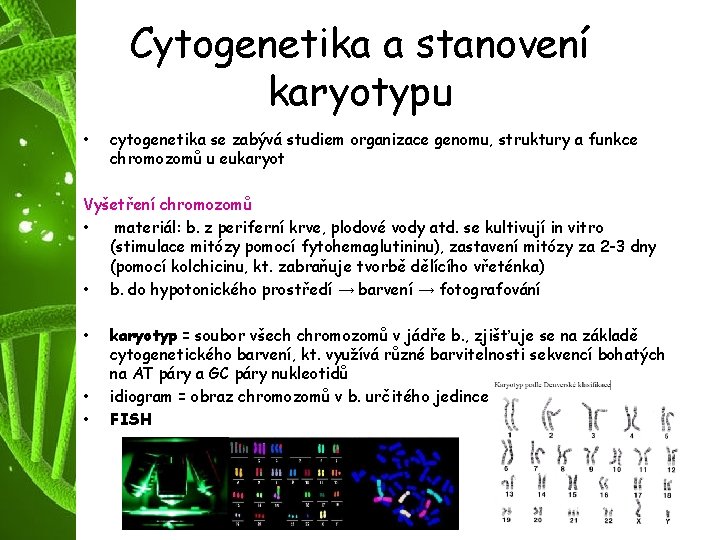 Cytogenetika a stanovení karyotypu • cytogenetika se zabývá studiem organizace genomu, struktury a funkce