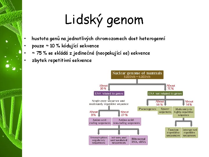 Lidský genom • hustota genů na jednotlivých chromozomech dost heterogenní • pouze ~ 10