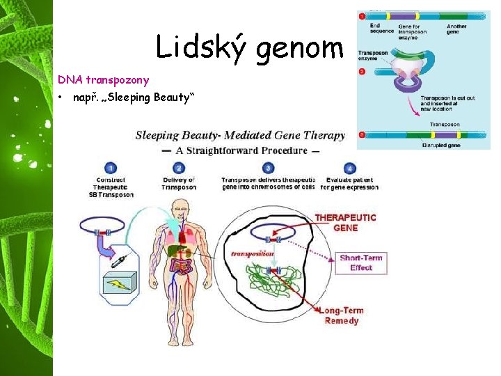 Lidský genom DNA transpozony • např. „Sleeping Beauty“ 