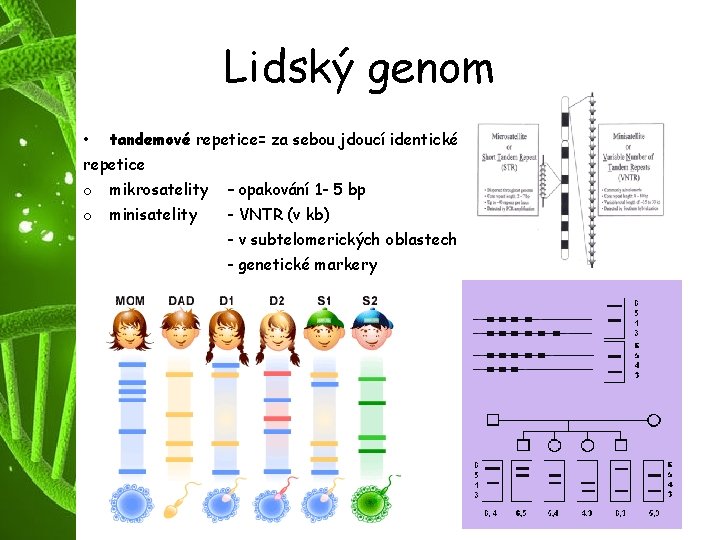 Lidský genom • tandemové repetice= za sebou jdoucí identické repetice o mikrosatelity – opakování
