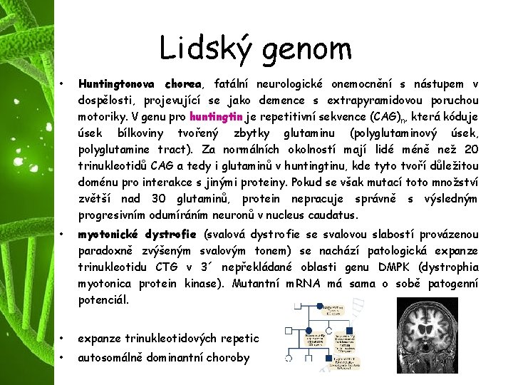 Lidský genom • Huntingtonova chorea, fatální neurologické onemocnění s nástupem v dospělosti, projevující se