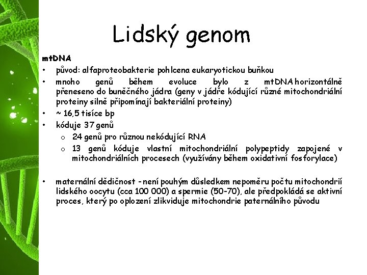 Lidský genom mt. DNA • původ: alfaproteobakterie pohlcena eukaryotickou buňkou • mnoho genů během