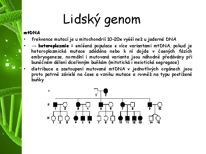 Lidský genom mt. DNA • frekvence mutací je u mitochondrií 10 -20 x vyšší