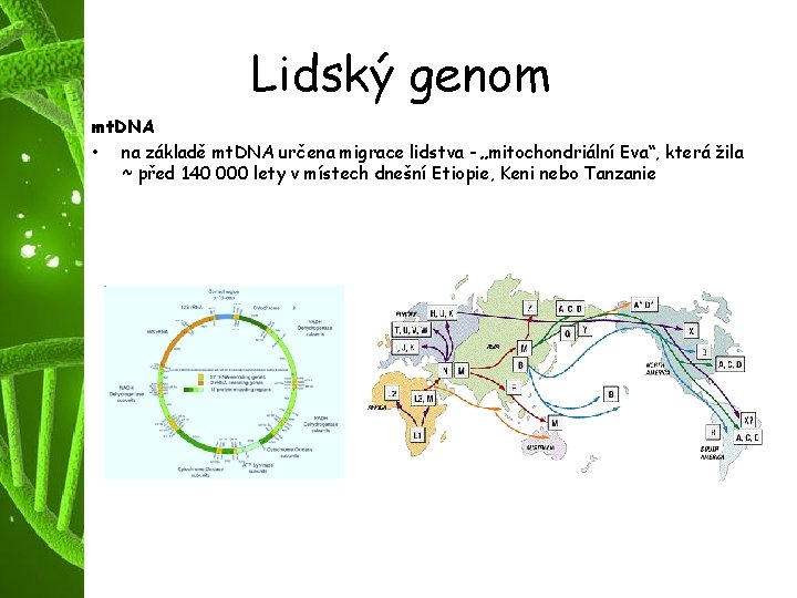 Lidský genom mt. DNA • na základě mt. DNA určena migrace lidstva - „mitochondriální