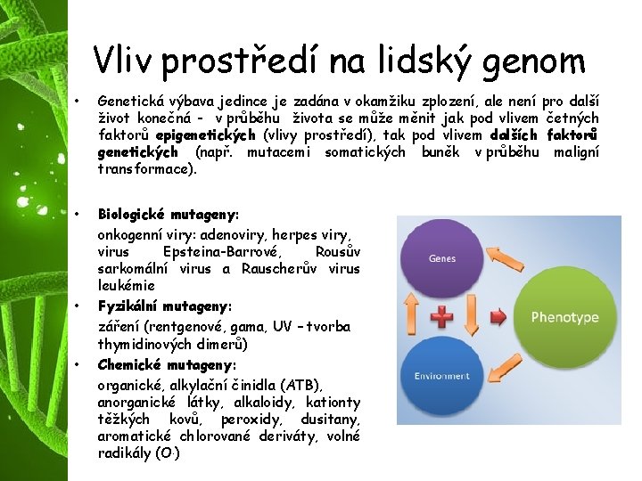 Vliv prostředí na lidský genom • Genetická výbava jedince je zadána v okamžiku zplození,