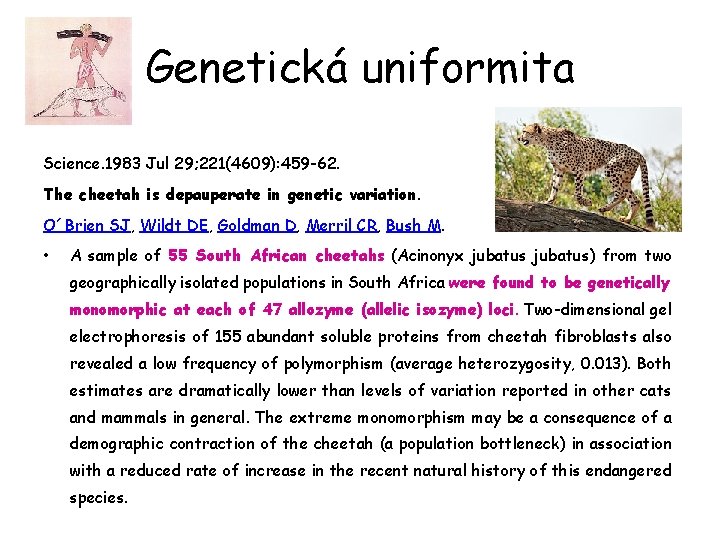 Genetická uniformita Science. 1983 Jul 29; 221(4609): 459 -62. The cheetah is depauperate in