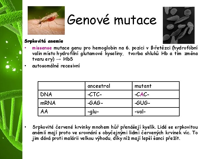 Genové mutace Srpkovitá anemie • missense mutace genu pro hemoglobin na 6. pozici v