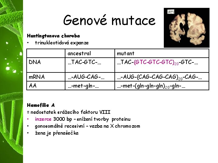 Genové mutace Huntingtonova choroba • trinukleotidová expanze ancestral mutant DNA …TAC-GTC-… …TAC-(GTC-GTC)20 -GTC-… m.