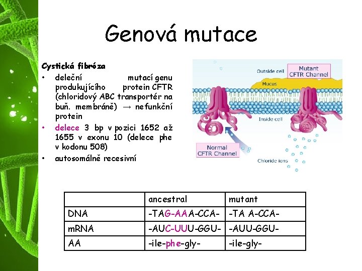 Genová mutace Cystická fibróza • deleční mutací genu produkujícího protein CFTR (chloridový ABC transportér