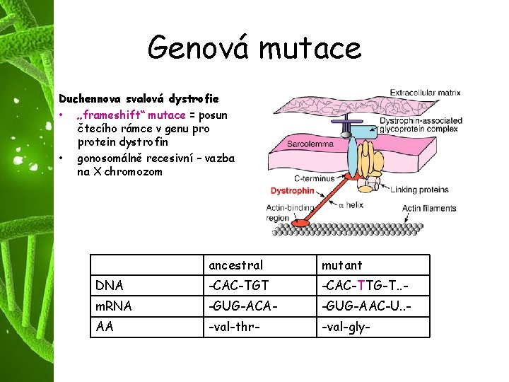Genová mutace Duchennova svalová dystrofie • „frameshift“ mutace = posun čtecího rámce v genu