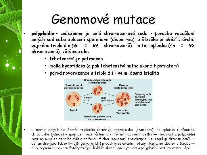 Genomové mutace • polyploidie - znásobena je celá chromozomová sada - porucha rozdělení celých