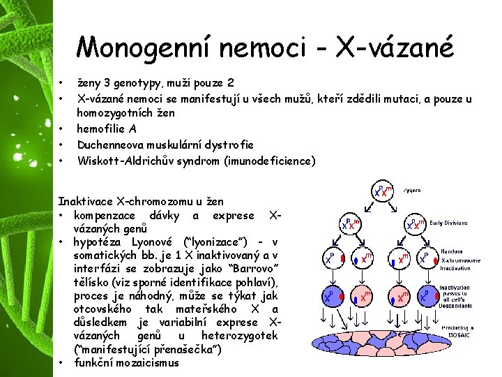 Monogenní nemoci - X-vázané • • • ženy 3 genotypy, muži pouze 2 X-vázané