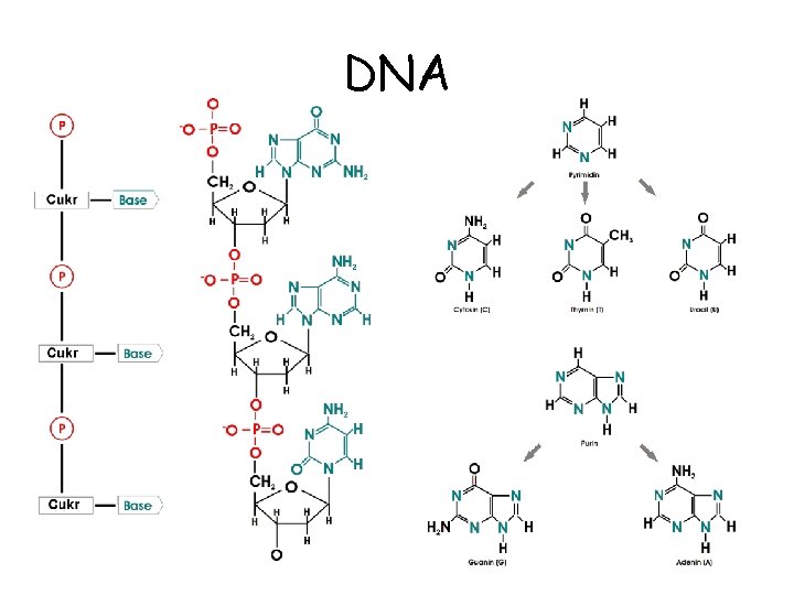 DNA 